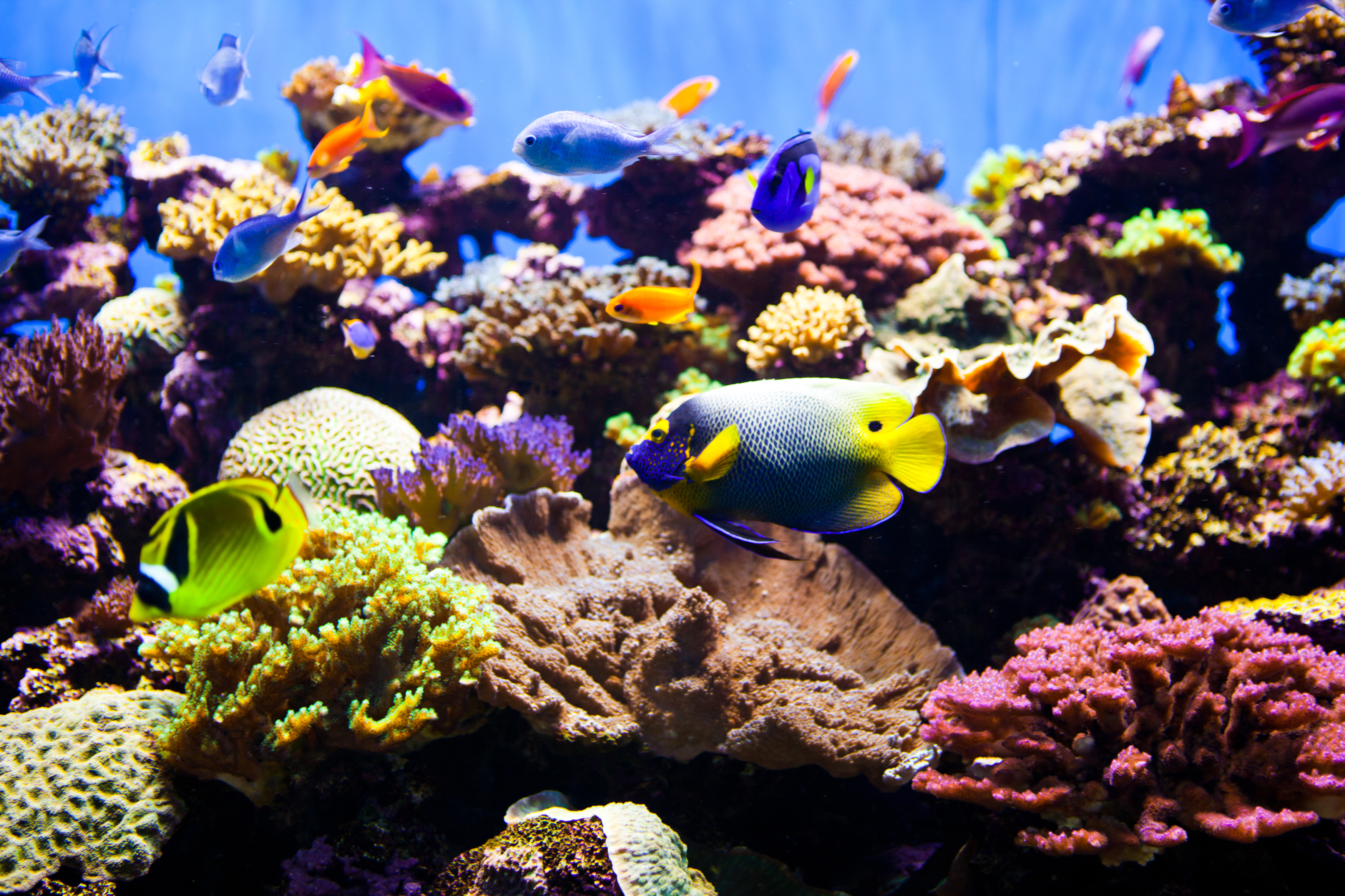 Abundance of tropical fish in an aquarium. Very colorful ocean fish with live coral.