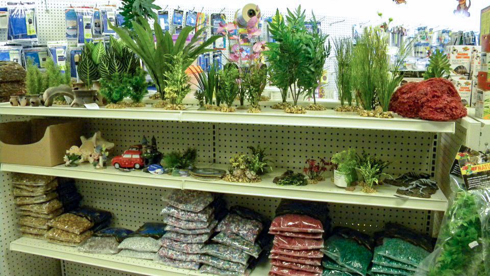 Plants for Fish Tank